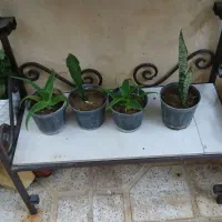 گل سانسوریا و شمعدانی زیبا و سالم