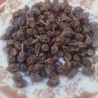 مویز