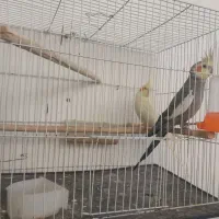 عروس هلندی