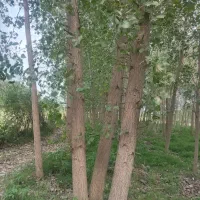 ۳۰۰درخت صنوبر در روستای لفوت بالا