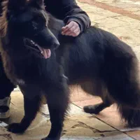 سگ ژرمن بلک ماده