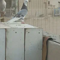 کفتر پرشی نر و ماده  .تکی و جفتی