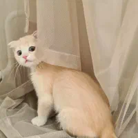 بچه گربه