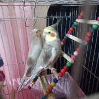 عروس هلندی