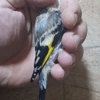 جوجه سهره