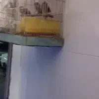 گلبسر