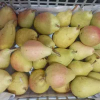 گلابی . هلو انجیری. شلیل. لواشک آلو بخارا