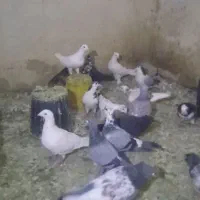 کفتر
