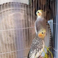عروس هلندی جفت