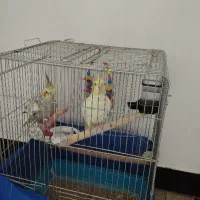 عروس هلندی نر و ماده