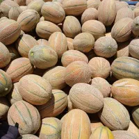 طالبی جانا