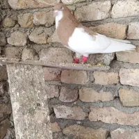کفتر|پرنده|شیراز, شیخ علی چوپان|دیوار