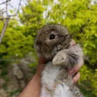 بچه خرگوش لوپ