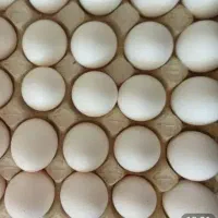تخم مرغ نوکی کارتنی ۱۲ کیلویی