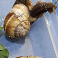 حلزون|خزنده|مرند, |دیوار