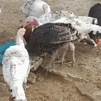 بوقلمون