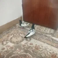 کبوتر سینه