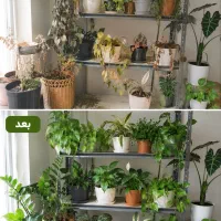 ویزیت و نگهداری تخصصی گل و گیاه