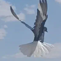 ۷تا کفتر بوم وصیدکرمونی طوقی مانتانی دمسفید سرور