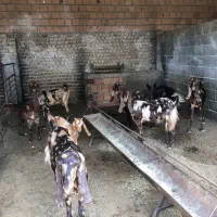 پنج راس بز پلنگی بدون شاخ