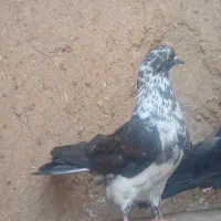 کبوتر پرشی