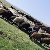 اجاره کار موتورآب