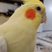 عروس سالم بالغ یک ساله