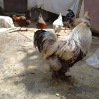 خروس ابریشمی اصیل