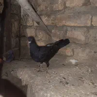 کبوتر زاغ