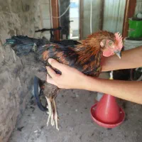 مرغ و خروس تاقچه