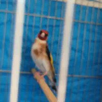 سهره نر|پرنده|ایلام, |دیوار