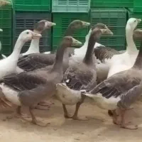 غاز ارگانیک