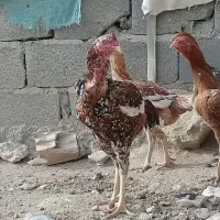 لاری|حیوانات مزرعه|خرم‌آباد, |دیوار