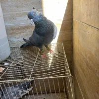 رسمی یا نواری نر