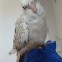 گمشده