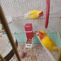 طوطی برزیلی مولد و سخنگو سهره نر