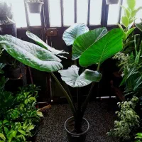 گل بابا آدم