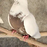 کفتر