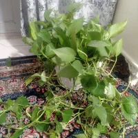 گل بتوس|گل و گیاه طبیعی|فردیس, فردیس|دیوار