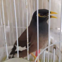 مینا|پرنده|زابل, |دیوار