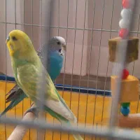 یک جفت مرغ عشق با قفس