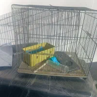 قفس پرنده