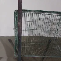 قفس