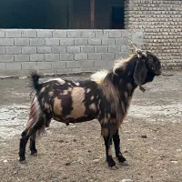 نر بز