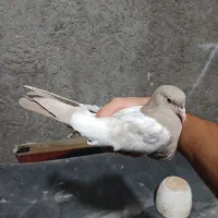 جوجه نر کفتر