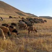 گوسفند. میش بره فوری فروشی ۲۰عده