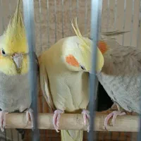 عروس هلندی مولد با تخم