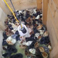 جوجه‌ گلین لری اصیل ۲‌ ماهه درجه یک