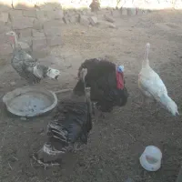 بوقلمون