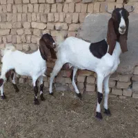 بزوبزغاله